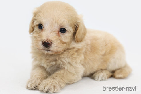 成約済の神奈川県のマルプー:マルチーズ×トイプードル-308956の2枚目